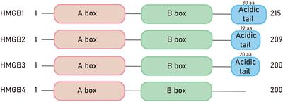 HMGB1/RAGE axis in tumor development: unraveling its significance